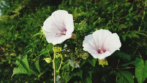 Close-up of white flowers