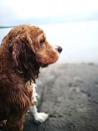 Close-up of dog by sea against sky