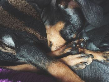 Close-up of dog resting