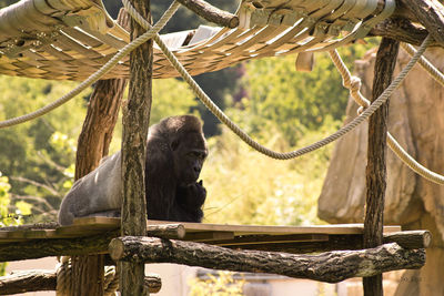 Gorilla at zoo