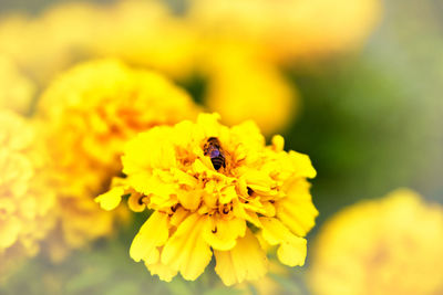 Close-up of insect on yellow flower