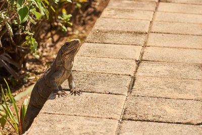 Close-up of lizard