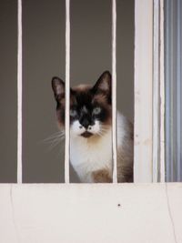 Portrait of cat at home