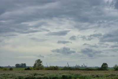 Scenic view of field against sky