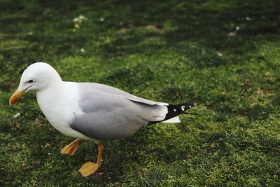 Close-up of seagull on grass