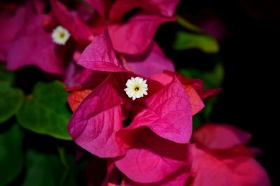 Close-up of flowers blooming outdoors