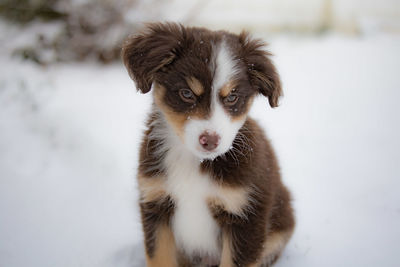 Close-up portrait of dog