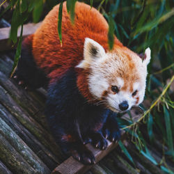 Close-up of red panda