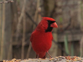 Close-up of bird perching on red outdoors