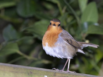 Close-up of bird perching on wood