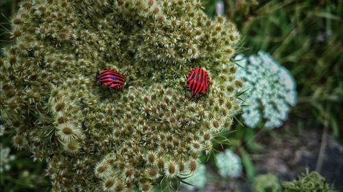 Close-up of cactus