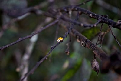 Close-up of bee perching on twig