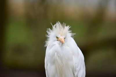 Close-up of white bird