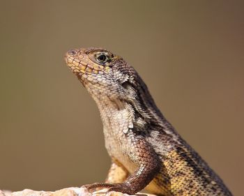 Close-up of lizard