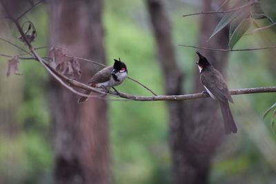 Low angle view of bird perching on branch