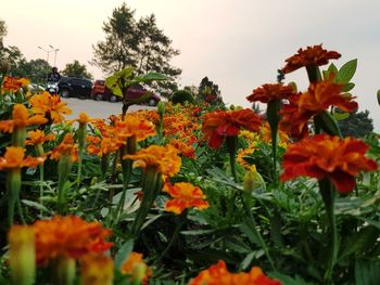 Close-up of orange flowering plants against sky