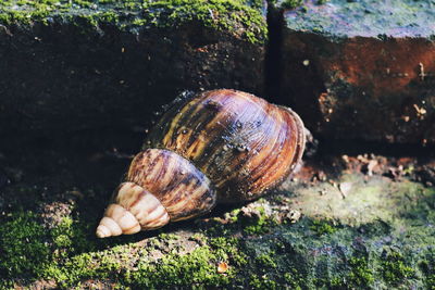 Close-up of snail on rock