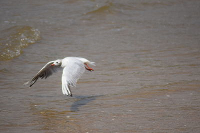 View of bird flying over sea