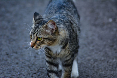 Close-up of a cat looking away