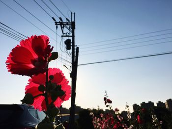 Low angle view of red flowers against sky