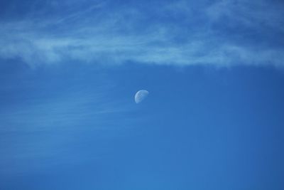 Low angle view of trees against blue sky