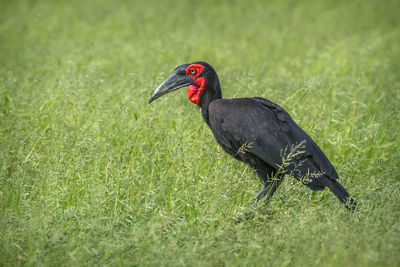 Bird perching on a grass
