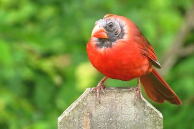 Close-up of bird perching on red outdoors