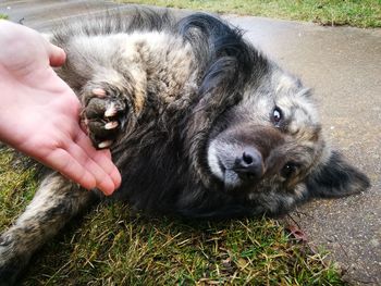 Midsection of person with dog