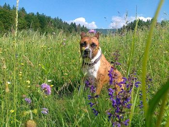 Close-up of dog on field against sky