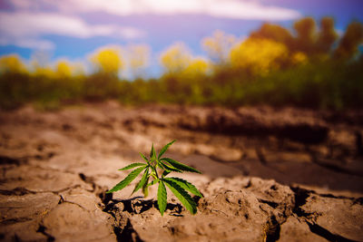 Close-up of plant growing on field