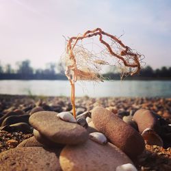 Close-up of dead plant on beach