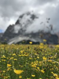 Close-up of yellow flowering plants on field against sky