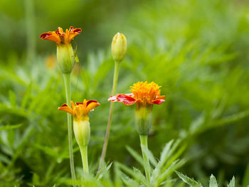 Close-up of red flowering plant on field