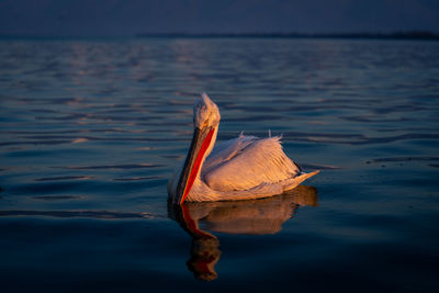 High angle view of bird in lake