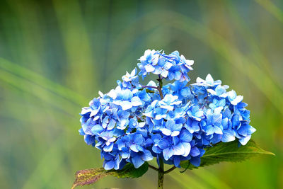 Close-up of blue hydrangea flowers