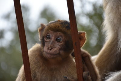 Portrait of monkey in zoo