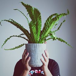 Close-up of cropped hand holding plant