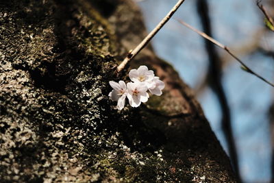 Close-up of fresh white flower tree