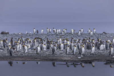 Penguins on sea shore against sky