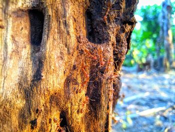 Close-up of tree trunk