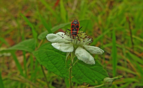 Close-up of butterfly pollinating on flower