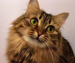 Close-up portrait of a cat