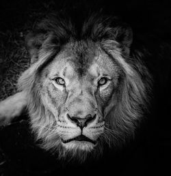 Portrait of lion looking at camera