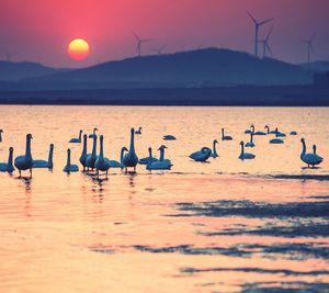 Flock of birds on lake against sky during sunset