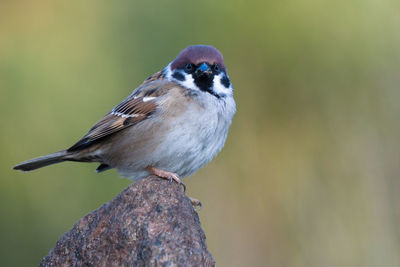 Field sparrow sitting on the top of a rock