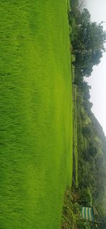 Scenic view of green landscape