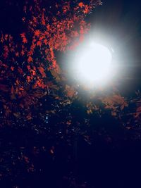 Low angle view of trees against bright sun