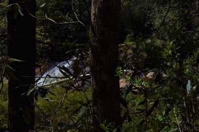 Trees growing in forest