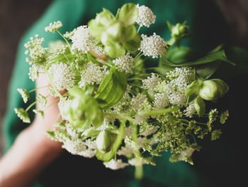 Close-up of hand holding flowering plant