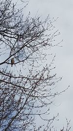 Bird perching on tree against sky
